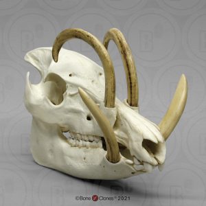 Babiroesa Schedelmodel