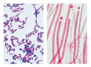 Bacteria Onderwijspakket