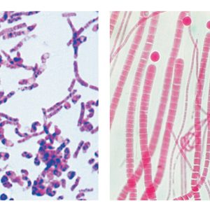Bacteria Onderwijspakket