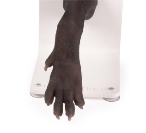 Bandage Trainer Hondenpoot