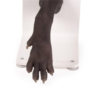Bandage Trainer Hondenpoot