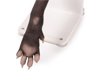 Bandage Trainer Hondenpoot