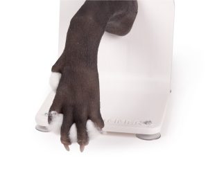 Bandage Trainer Hondenpoot