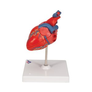 Basis Hart model