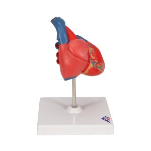 Basis Hart model
