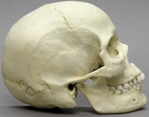 Sagitaal gehalveerd schedelmodel