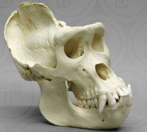 Gorilla schedel, Man, XL