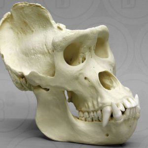 Gorilla schedel, Man, XL