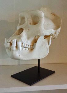 Gorilla schedel, Man, XL
