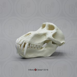 Beerbaviaan Schedelmodel, mannelijk