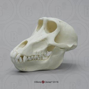 Beerbaviaan Schedelmodel, vrouwelijk