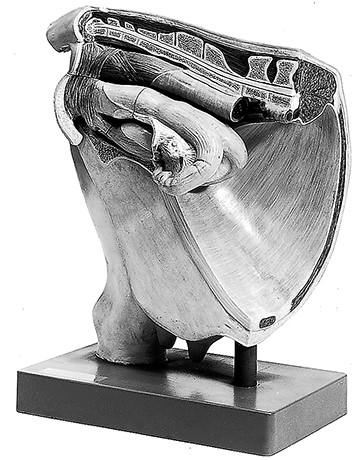 Bekken Vrouwelijke Koe Zonder Foetus