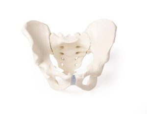 Bekkenskelet Model Man met Uitneembaar Sacrum (Heiligbeen)