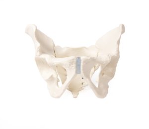 Bekkenskelet Model Man met Uitneembaar Sacrum (Heiligbeen)