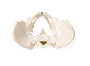 Bekkenskelet Model Vrouw met Uitneembaar Sacrum (Heiligbeen)