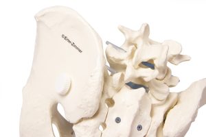 Bekkenskelet Model Man met Uitneembaar Sacrum (Heiligbeen)