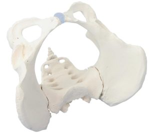 Bekkenskelet Model Vrouw met Uitneembaar Sacrum (Heiligbeen)