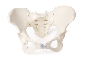 Bekkenskelet Model Vrouw met Uitneembaar Sacrum (Heiligbeen)