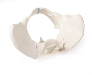 Bekkenskelet Model Vrouw met Uitneembaar Sacrum (Heiligbeen)