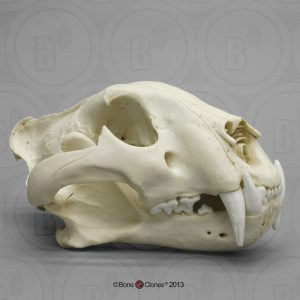 Bengaalse Tijger Schedelmodel