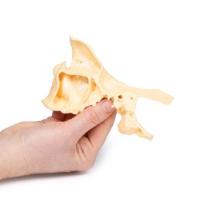 Bijholte Model, 3D Print