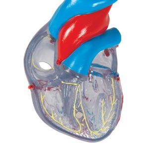 Klassiek hart met geleidingsysteem, 2-delig