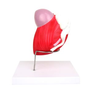 Mannelijke Blaas Model