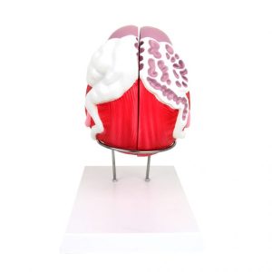 Mannelijke Blaas Model