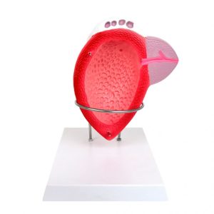 Mannelijke Blaas Model