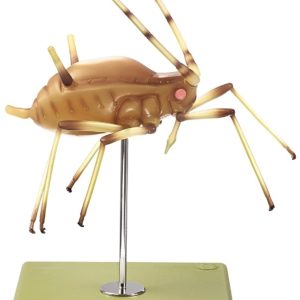 Bladluis Model