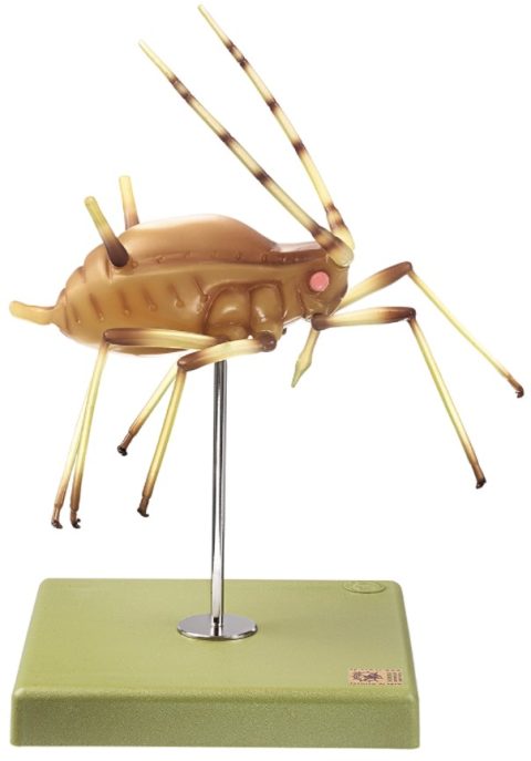 Bladluis Model