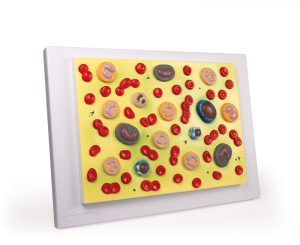 Bloedcellen Model