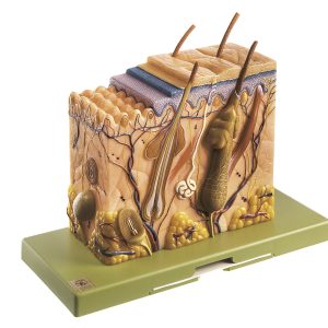 Blokmodel Huid