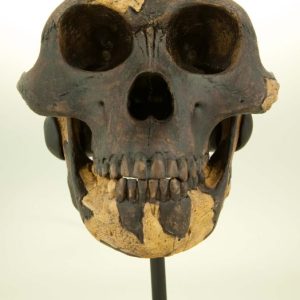 Australopithecus afarensis- "Lucy" - dark Skull