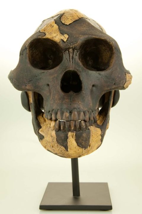 Australopithecus afarensis- "Lucy" - dark Skull