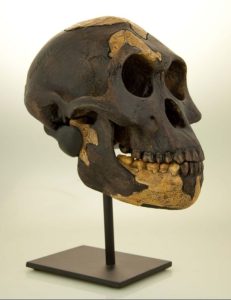 Australopithecus afarensis- "Lucy" - dark Skull
