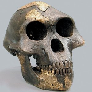 Australopithecus afarensis- "Lucy" - dark Skull