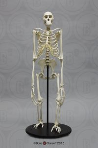 Bonobo Skelet