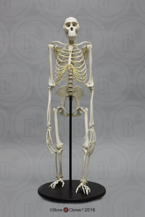 Bonobo Skelet
