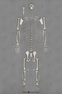 Bonobo Skelet