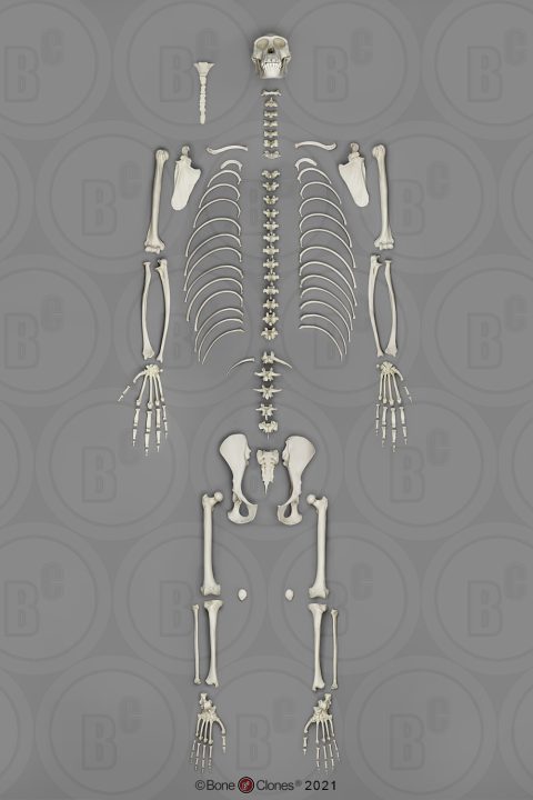 Bonobo Skelet