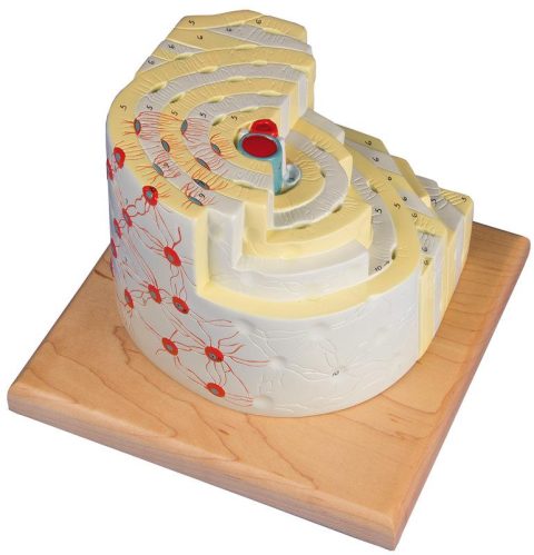 Botstructuur Model