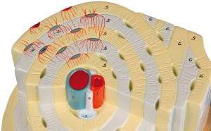 Botstructuur Model