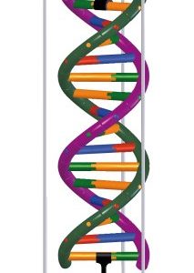 Bouwdoos DNA Dubbele Helix