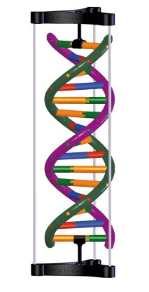 Bouwdoos DNA Dubbele Helix