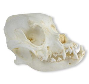 Boxer Schedelmodel