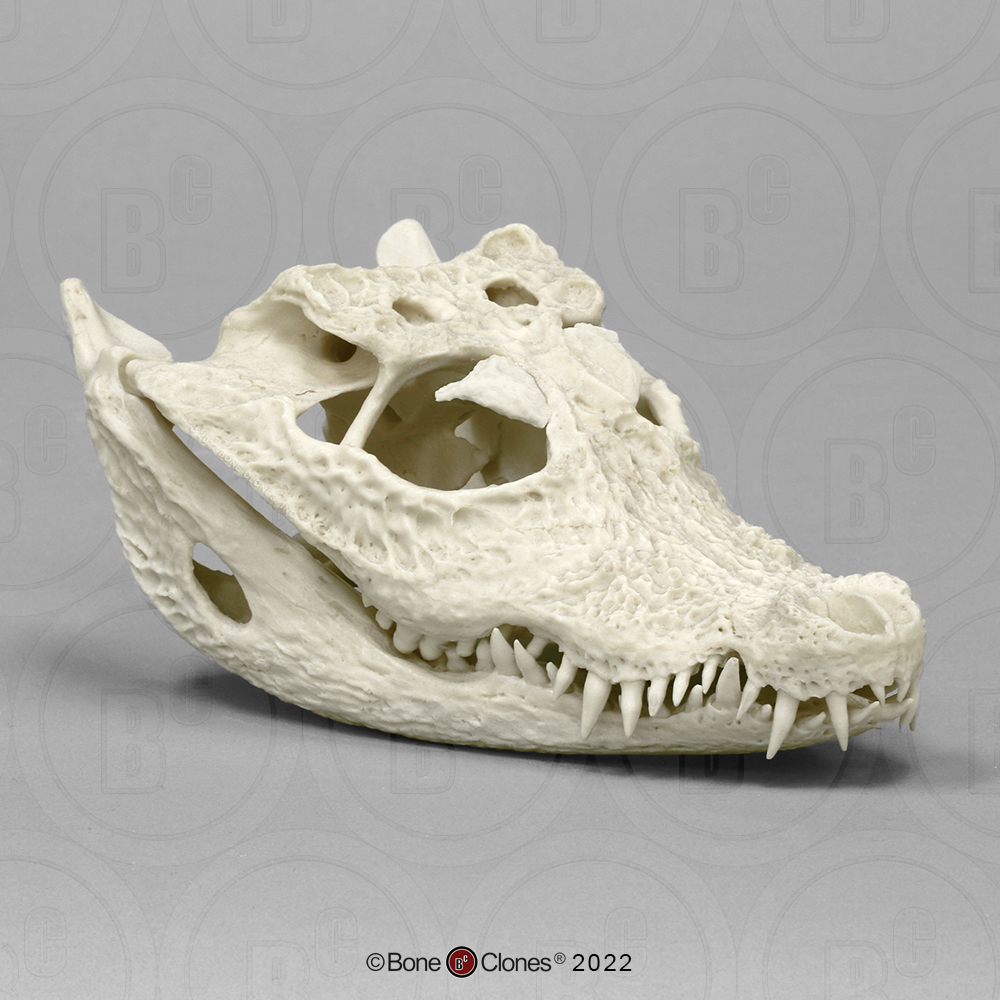 Breedvoorhoofdkrokodil Schedelmodel