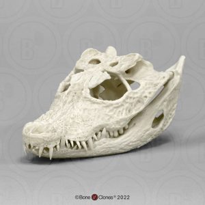 Breedvoorhoofdkrokodil Schedelmodel