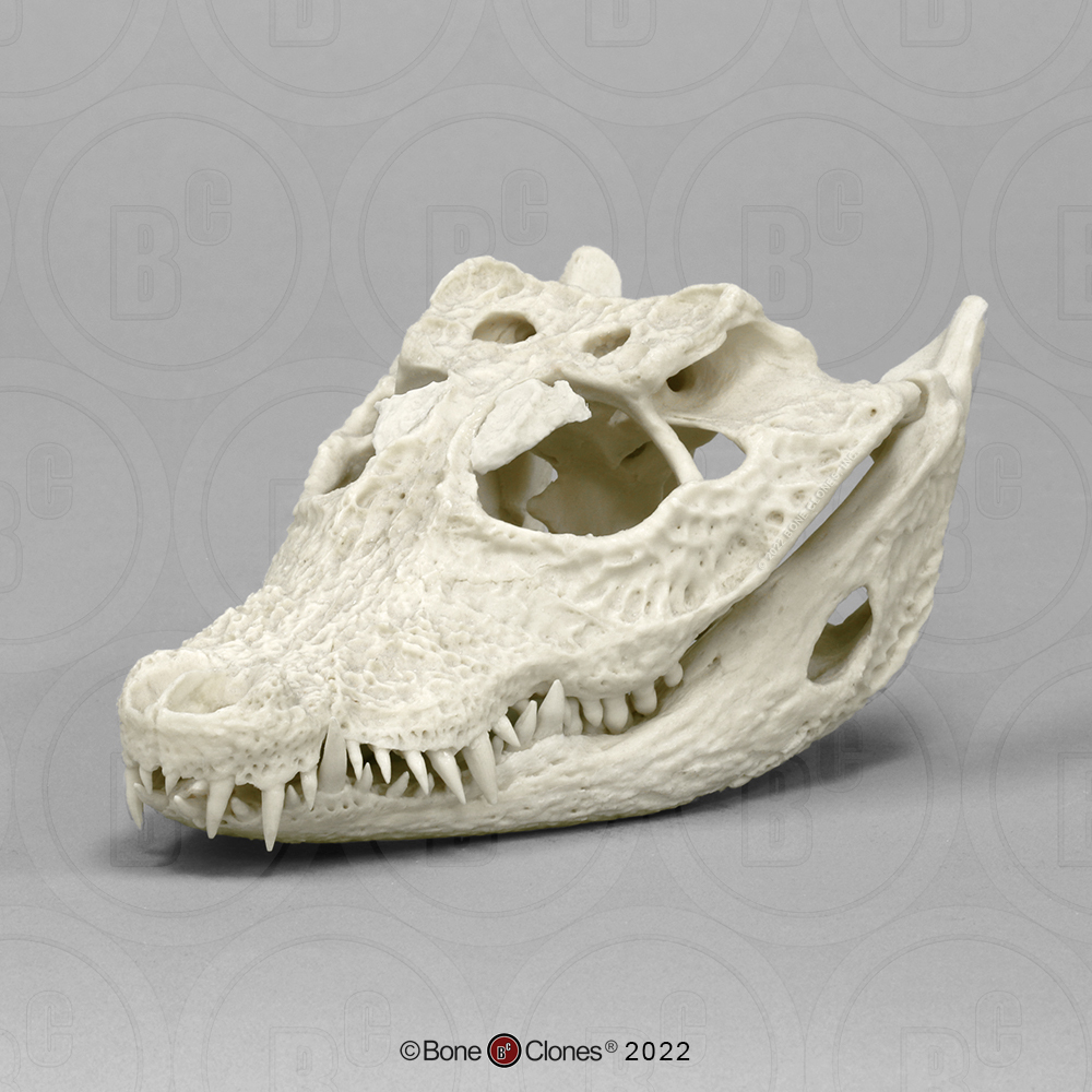 Breedvoorhoofdkrokodil Schedelmodel
