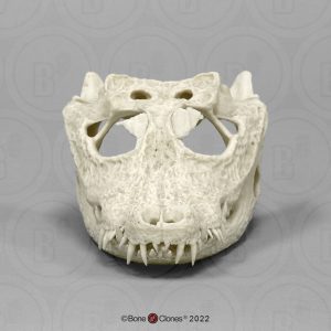 Breedvoorhoofdkrokodil Schedelmodel